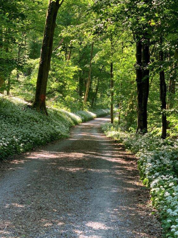 Waldweg im Sommer