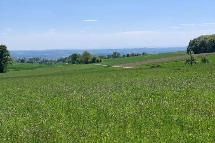 Wiese mit blauen Himmel